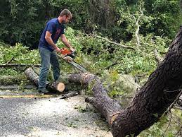 Trusted Jackpot, NV  Tree Services Experts