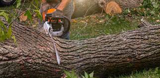 Best Tree Preservation Services  in Jackpot, NV