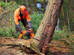 Best Root Management and Removal  in Jackpot, NV