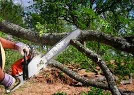 Why Choose Our Tree Removal Services in Jackpot, NV?